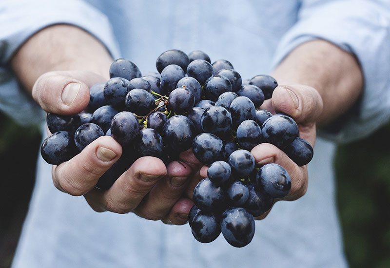Fresh grapes selected for Paradise Fruit Market